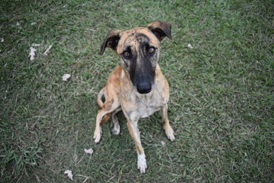 Portrait of dog on field
