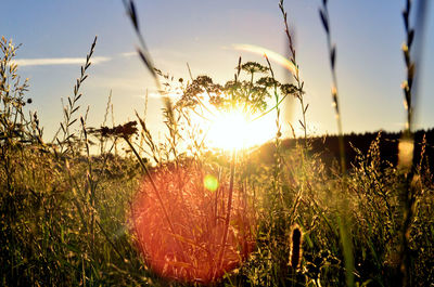 Close-up of plants growing on field against sky during sunset