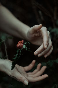 Close-up of hand holding flower