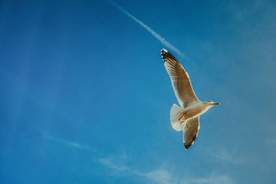 Low angle view of birds flying against blue sky