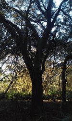 Trees growing in a park