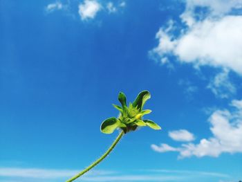 Low angle view of flowering plant against blue sky