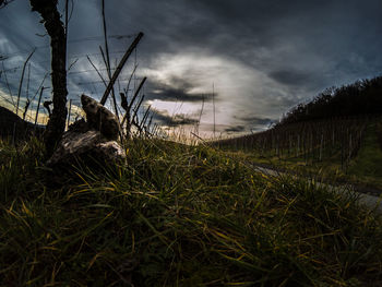 Grass on field against sky