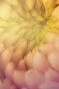 Macro shot of flower