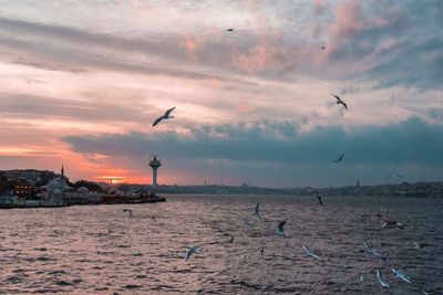 Seagulls flying over sea against sky