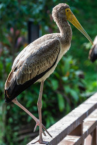 Close-up of bird perching on railing