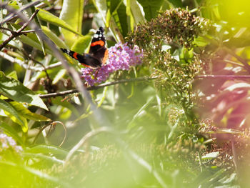 Honey bee pollinating on purple flower