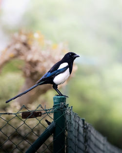 Close-up of bird perching on wood