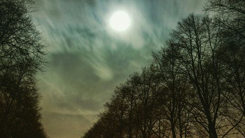 Low angle view of bare trees against sky