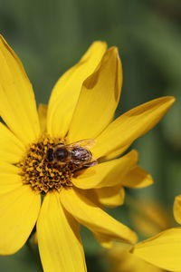 Close-up of insect on yellow flower