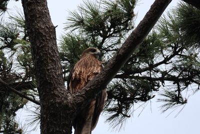 Low angle view of eagle perching on tree