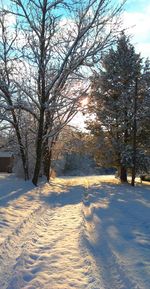 Bare trees on snow covered landscape