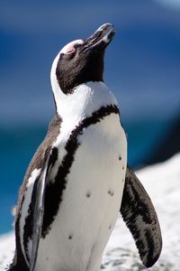 Close-up of penguin against sea