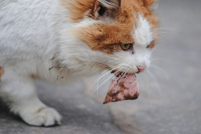 Close-up of cat carrying food in mouth on street