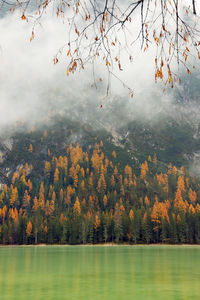 Scenic view of lake in forest during autumn