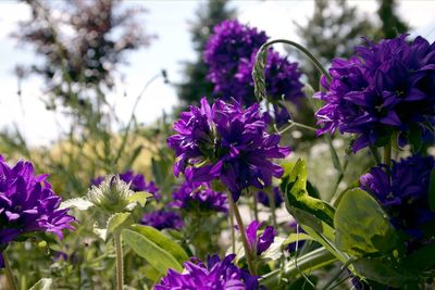 Close-up of purple flowering plants