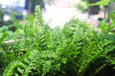 Close-up of fresh green plants