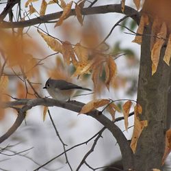 Low angle view of tree against sky