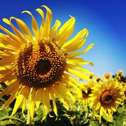 Close-up of sunflower