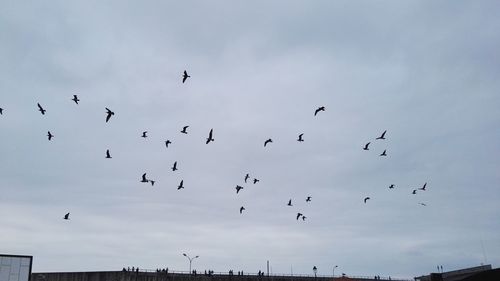 Low angle view of birds flying against sky