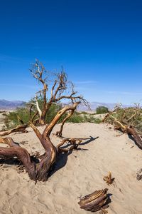 View of driftwood on beach