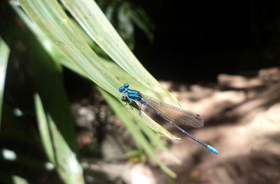 Close-up of damselfly on leaf