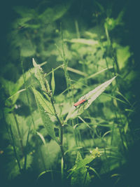 Close-up of insect on grass