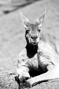 Portrait of cat sitting outdoors