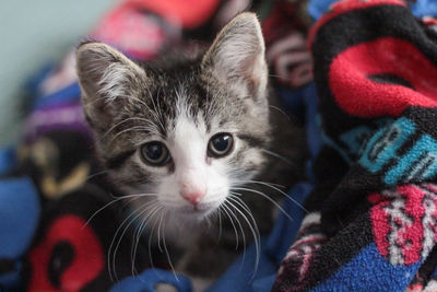 Close-up portrait of kitten