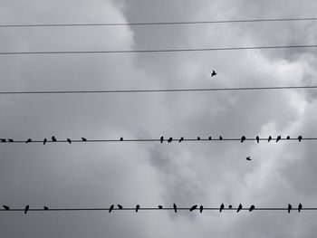 Low angle view of birds perching on cable