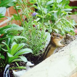 Squirrel on a field