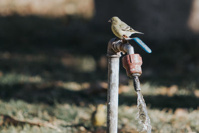 Bird perching on tap during sunny day