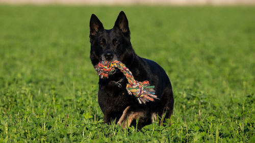 Trained black german shepherd retrieving object in a green field, italy