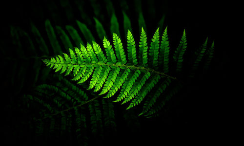 Close-up of fern leaves against black background