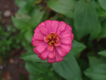 Close-up of pink flower