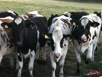 Cows standing in a field