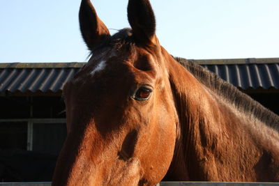 Portrait of horse in stable