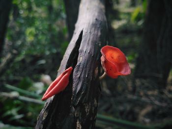 Close-up of red mushroom growing on tree trunk