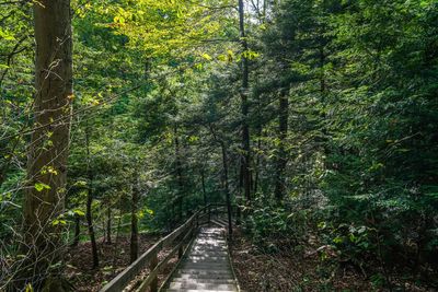 Walkway amidst trees in forest