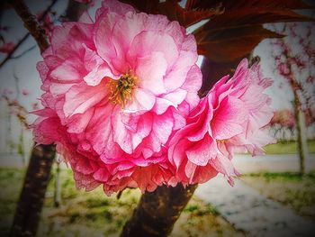 Close-up of pink flowers