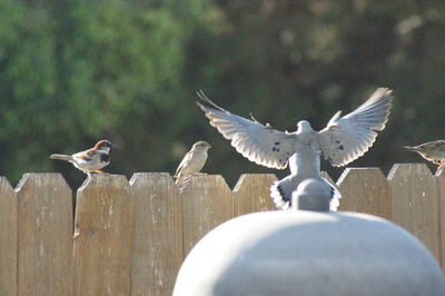 Close-up of birds perching on wooden post