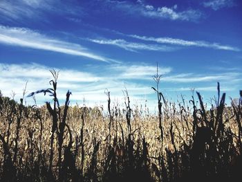 View of stalks in field against blue sky
