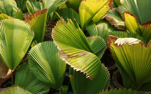 Close-up of green leaves on plant