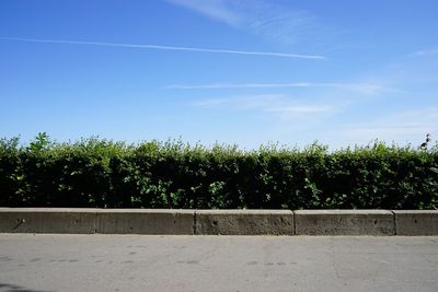 Trees growing against blue sky