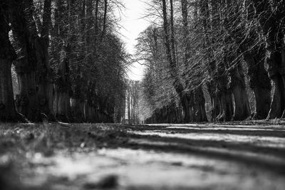 Surface level of road amidst trees in forest