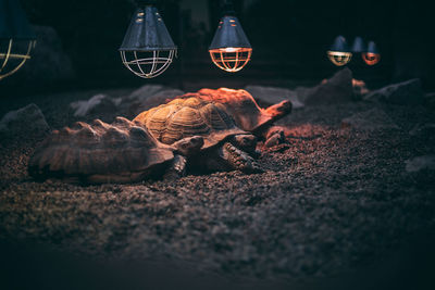 Close-up of turtles on land at night