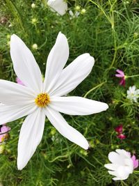 Close-up of white flowers blooming in field