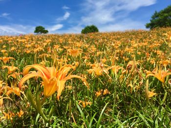 Close-up of fresh yellow flowers on field against sky