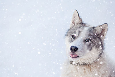 High angle view of dog on snow