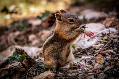 Close-up of chipmunk